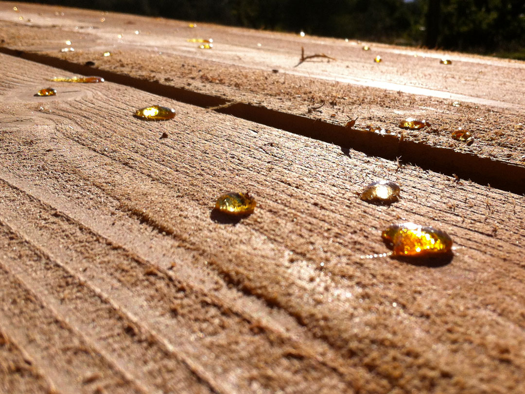 En Sud Ardèche, on valorise et transforme le bois local